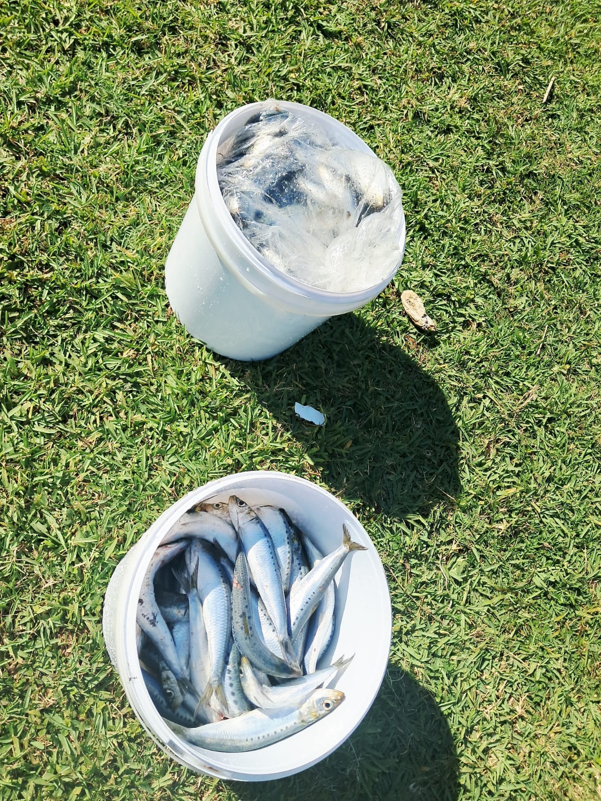 Sardine run at Durban