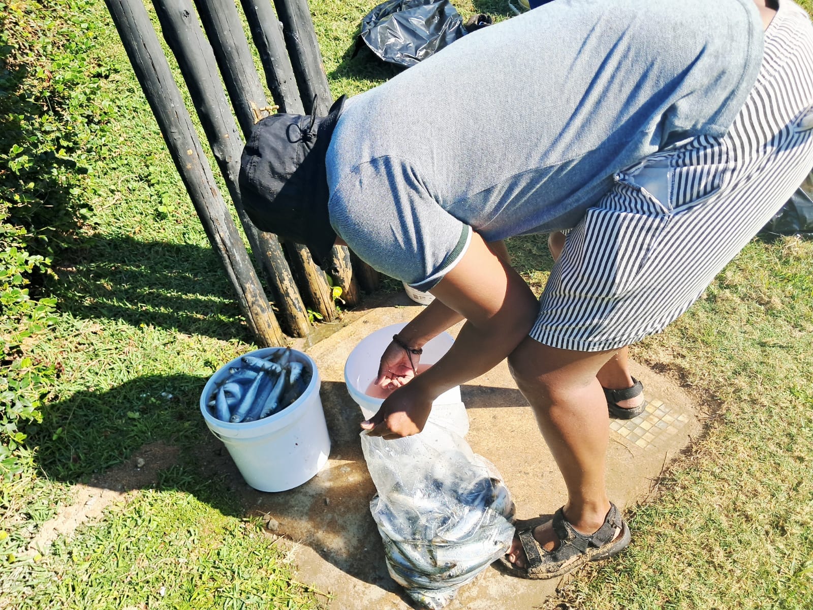 Sardine run at Durban(South)