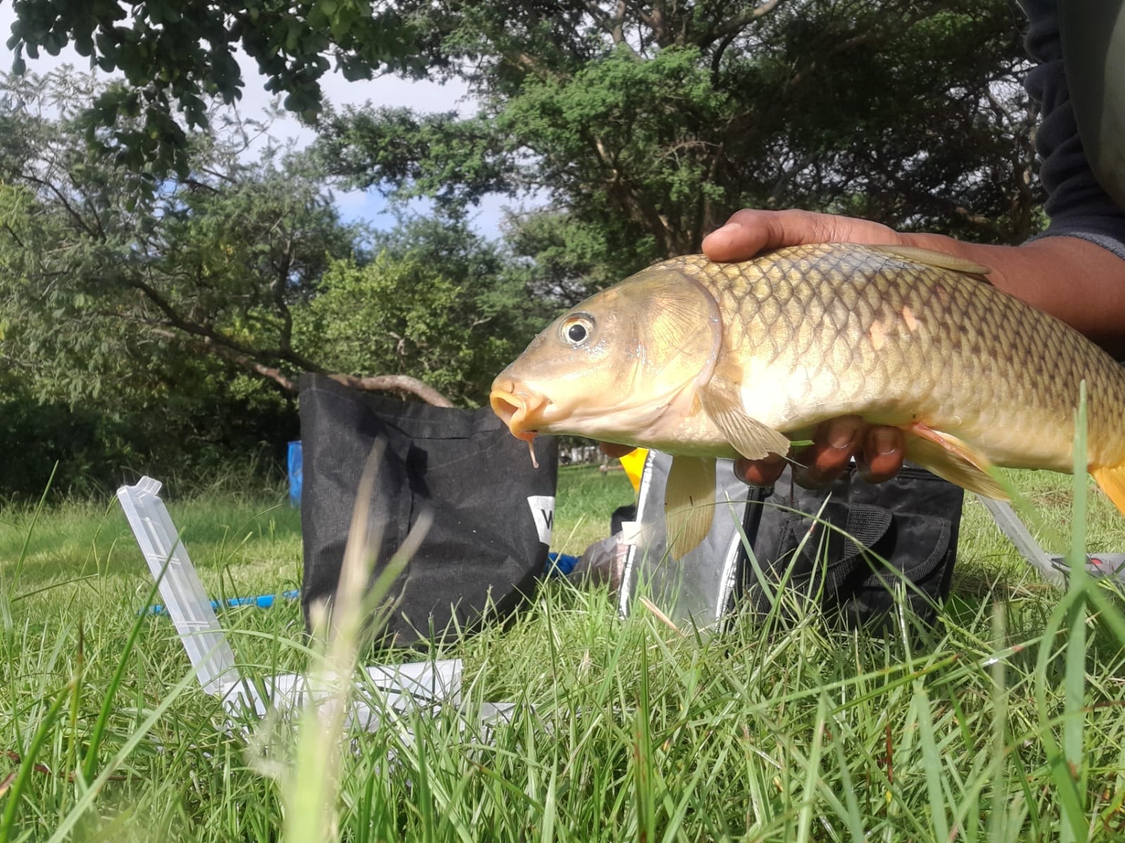 Laskop Catch and Release